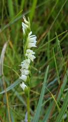 Spiranthes perexilis