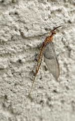 Hexagenia bilineata