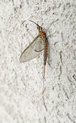Hexagenia bilineata
