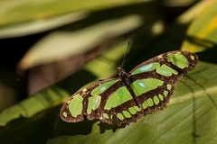 Philaethria wernickei