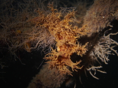 Dendronotus europaeus