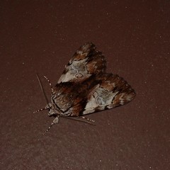 Catocala blandula