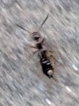 Staphylinidae