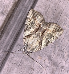 Catocala blandula