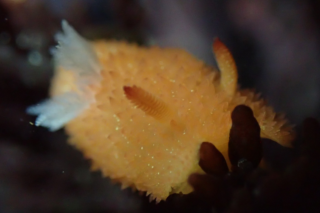 orange-peel doris