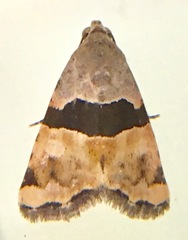 Cobubatha lixiva
