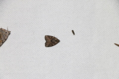 Pseudeustrotia indeterminata