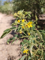 Senna villosa