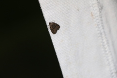 Pseudeustrotia indeterminata