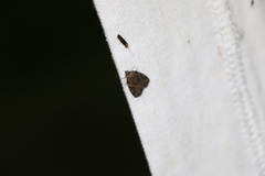 Pseudeustrotia indeterminata