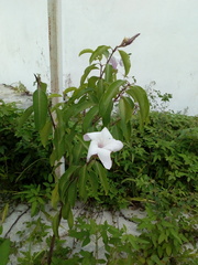 Cryptostegia
