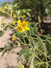 Senna villosa