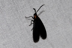 Acoloithus falsarius