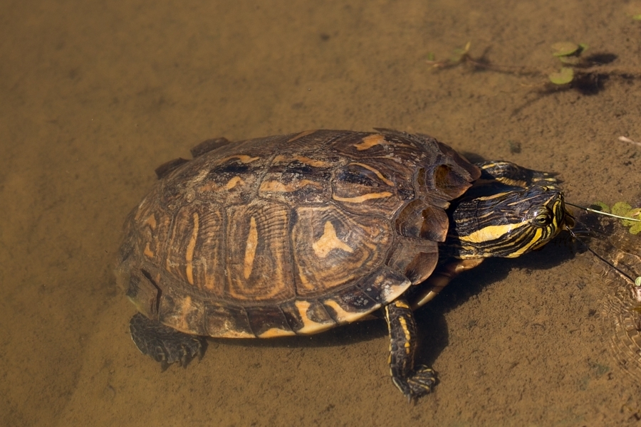 Black-bellied Slider from Av. Miguel Estéfno, 3031 - Vila Água Funda ...