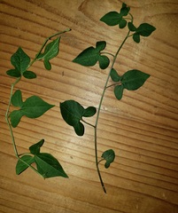 Aristolochia pentandra