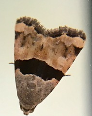Cobubatha lixiva