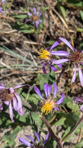 thickstem aster (Eurybia integrifolia)