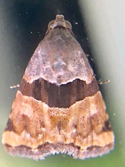 Cobubatha lixiva