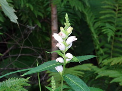 Chelone glabra