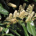 Cherry Laurel - Photo (c) edgeplot, some rights reserved (CC BY-NC-SA)