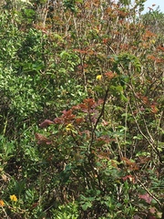 Berberis pinnata