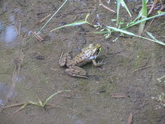 Lithobates clamitans