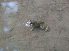 Lithobates clamitans