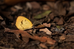 Eurema elathea flavescens
