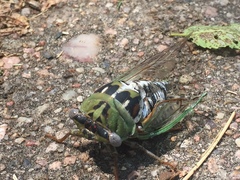 Megatibicen dealbatus