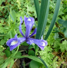 Iris macrosiphon