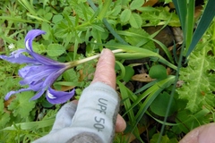 Iris macrosiphon