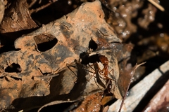 Odontomachus affinis