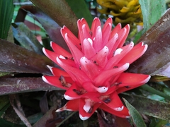 Aechmea nidularioides