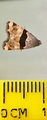 Cobubatha lixiva