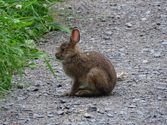 Lepus americanus