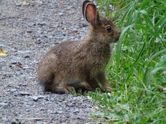 Lepus americanus
