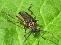 Brachysomida bivittata