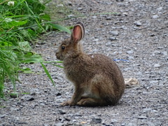 Lepus americanus