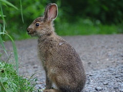 Lepus americanus