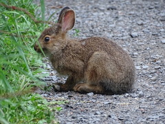 Lepus americanus