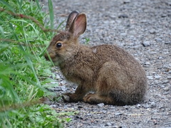 Lepus americanus
