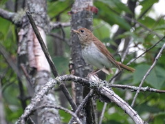 Catharus fuscescens