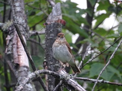 Catharus fuscescens