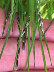 Melica imperfecta