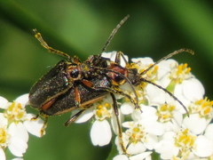 Brachysomida bivittata