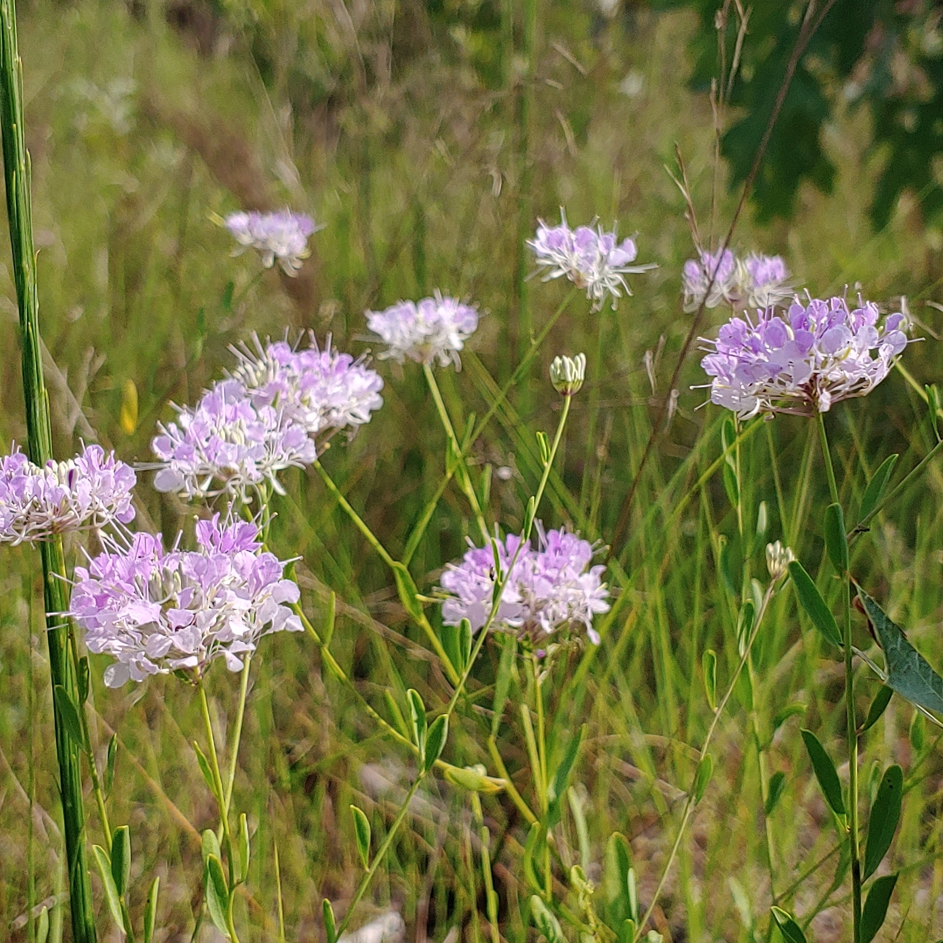 Warea cuneifolia