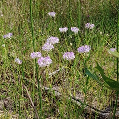 Warea cuneifolia