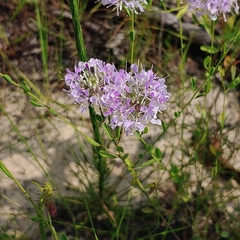 Warea cuneifolia