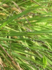 Melica imperfecta