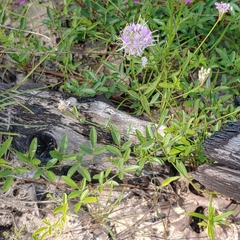 Warea cuneifolia
